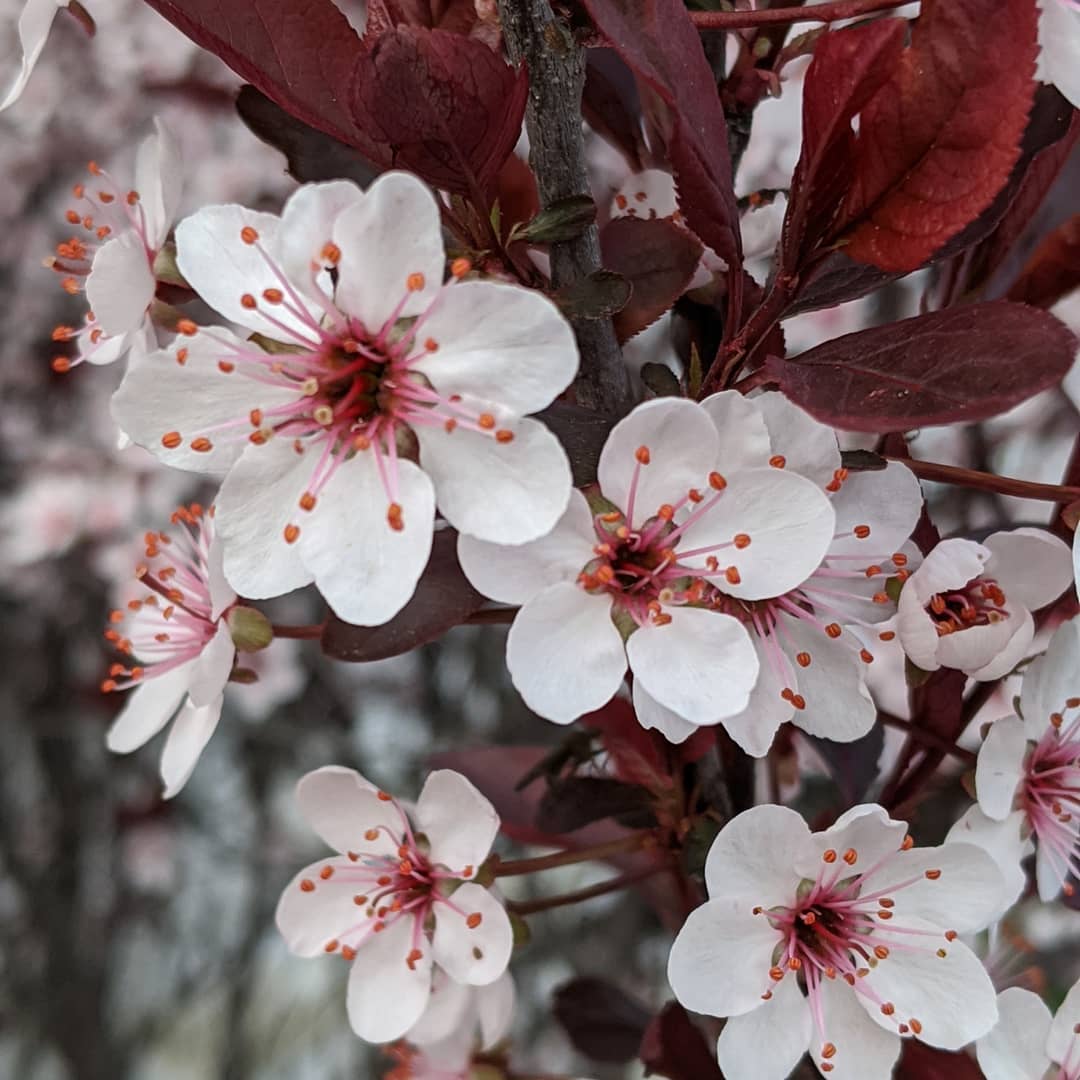 blossoms