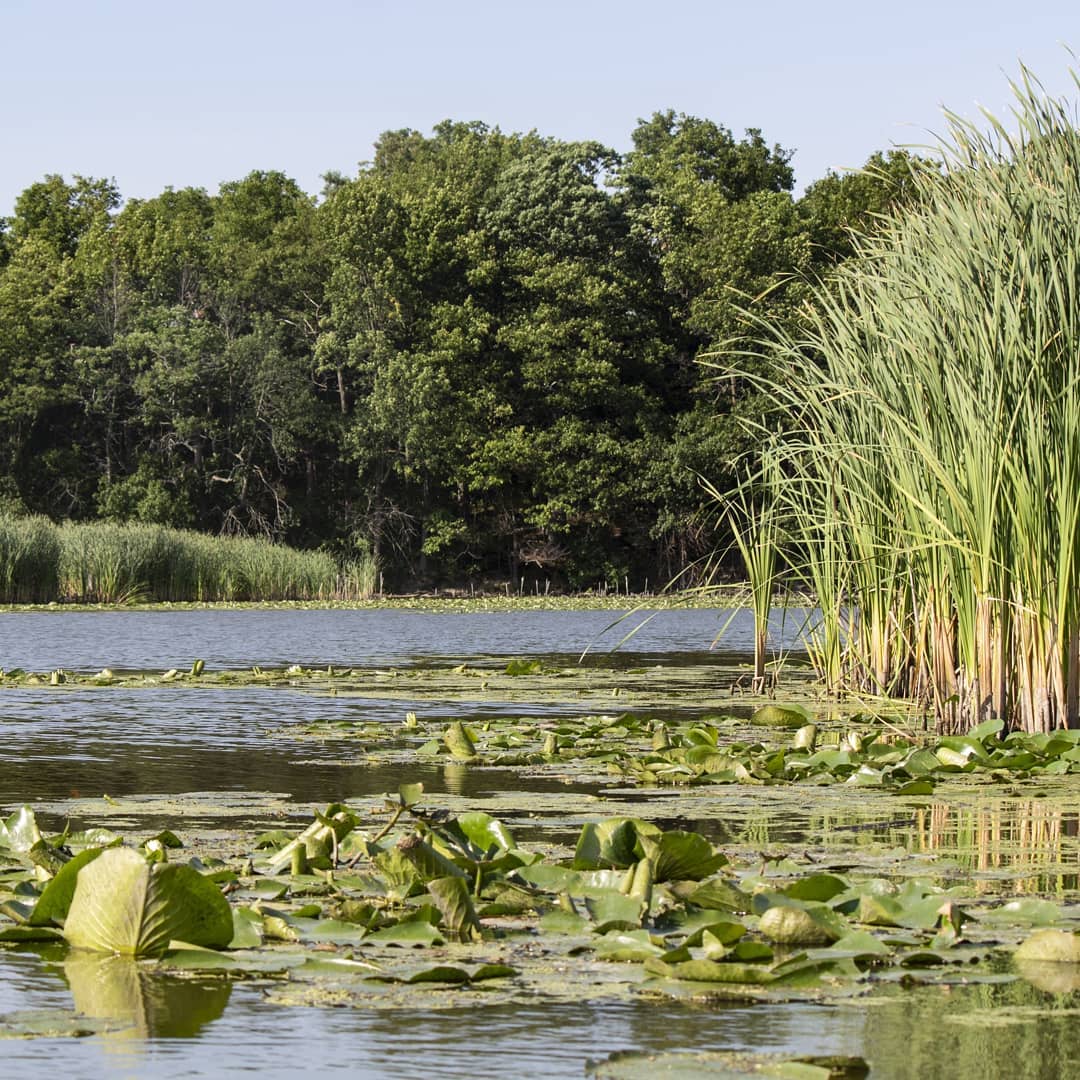 lilypads